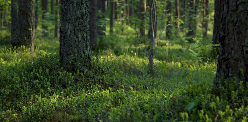 Sunlight filtering through vibrant green forest, highlighting lush vegetation.
